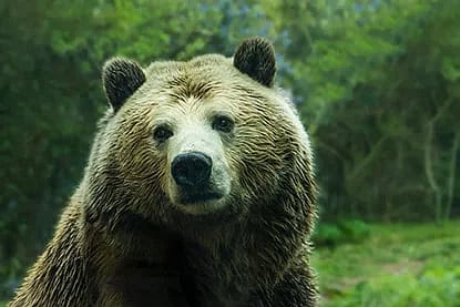 Grizzly Bear looking at camera with head cocked to the side