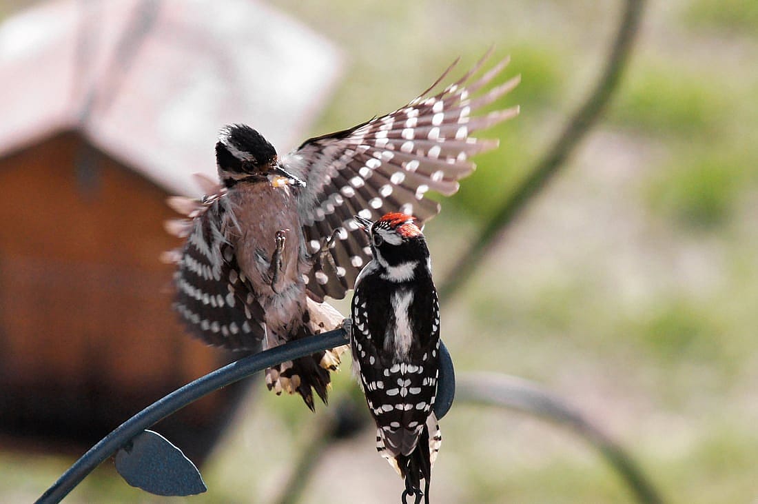 The photo illustrates how parents will continue to feed juveniles for a time after they have left the nest. 