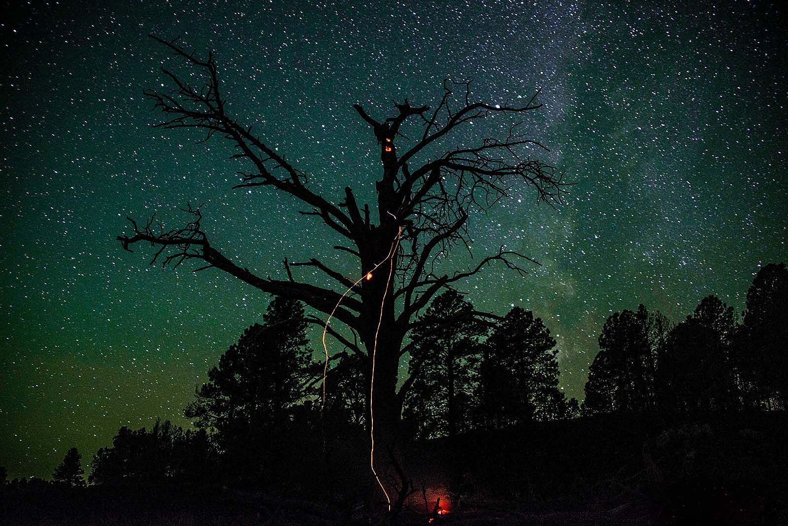Blue-green night sky with many stars; tree with a few ember trails. Kyle Miller photograph.