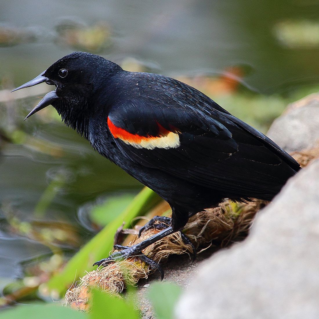 A male Red-winged Blackbird perched, but not showing off its large red epaulet patches.  This illustrates what closed epaulets look like. 
