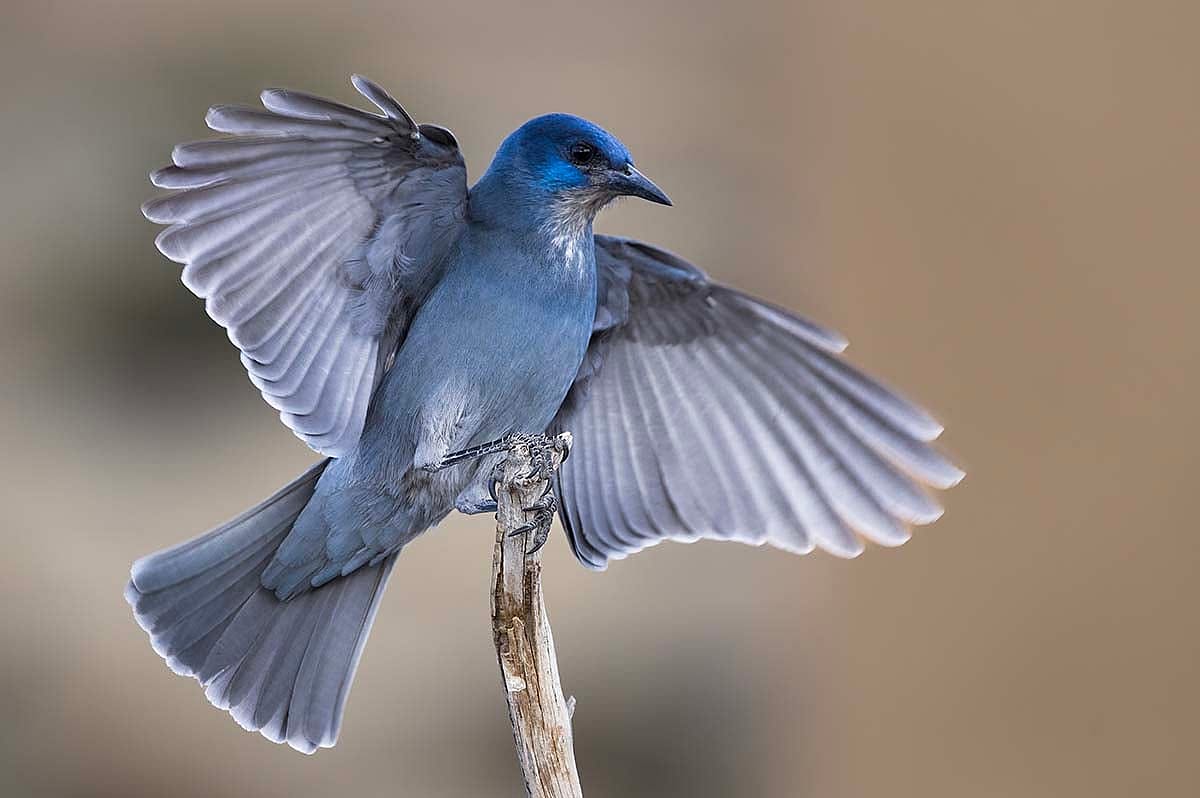 Pinyon Jay in flight. Kathy Lichtendahl photo.