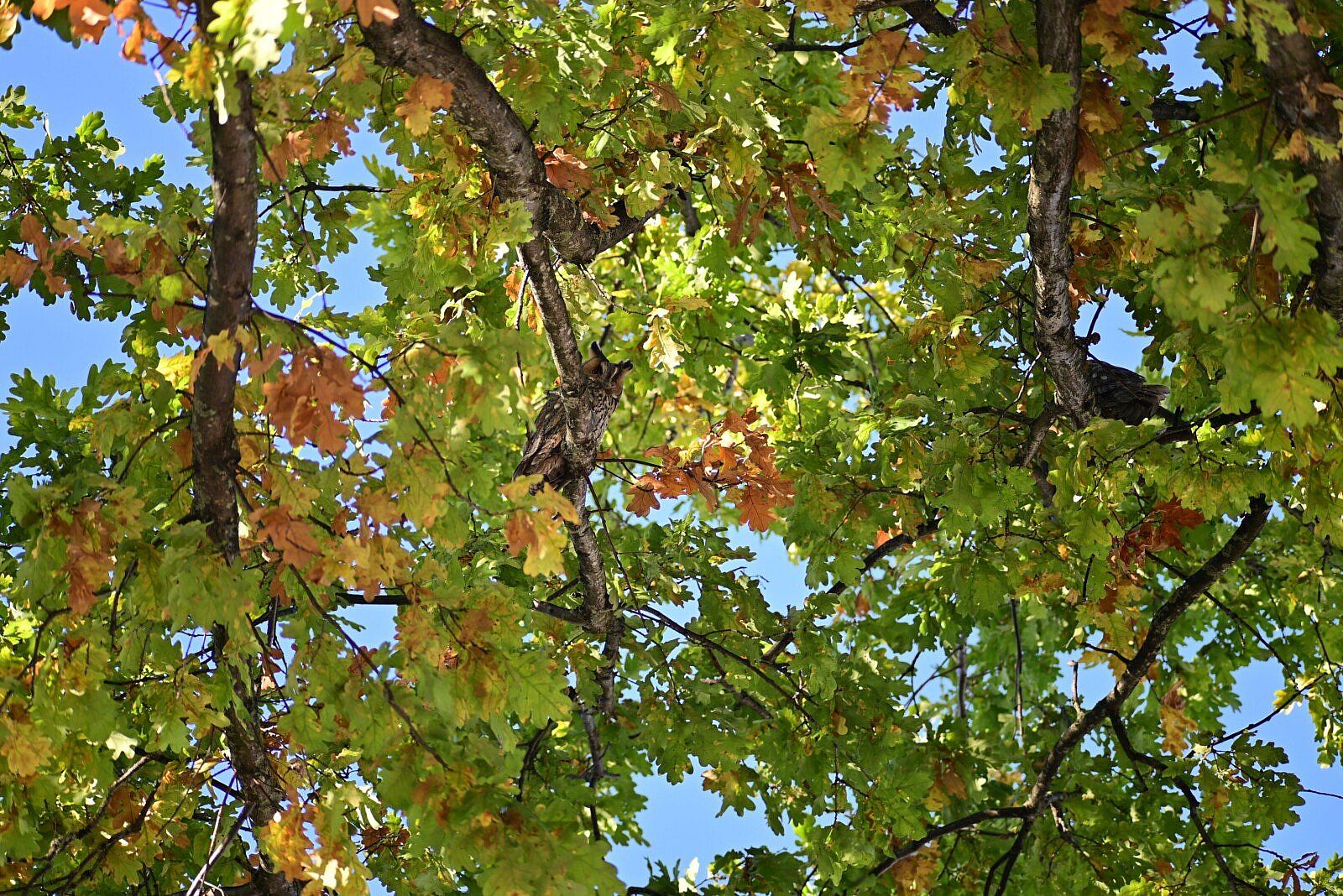 Photo demonstrates a long-eared owl within a natural habitat. 
