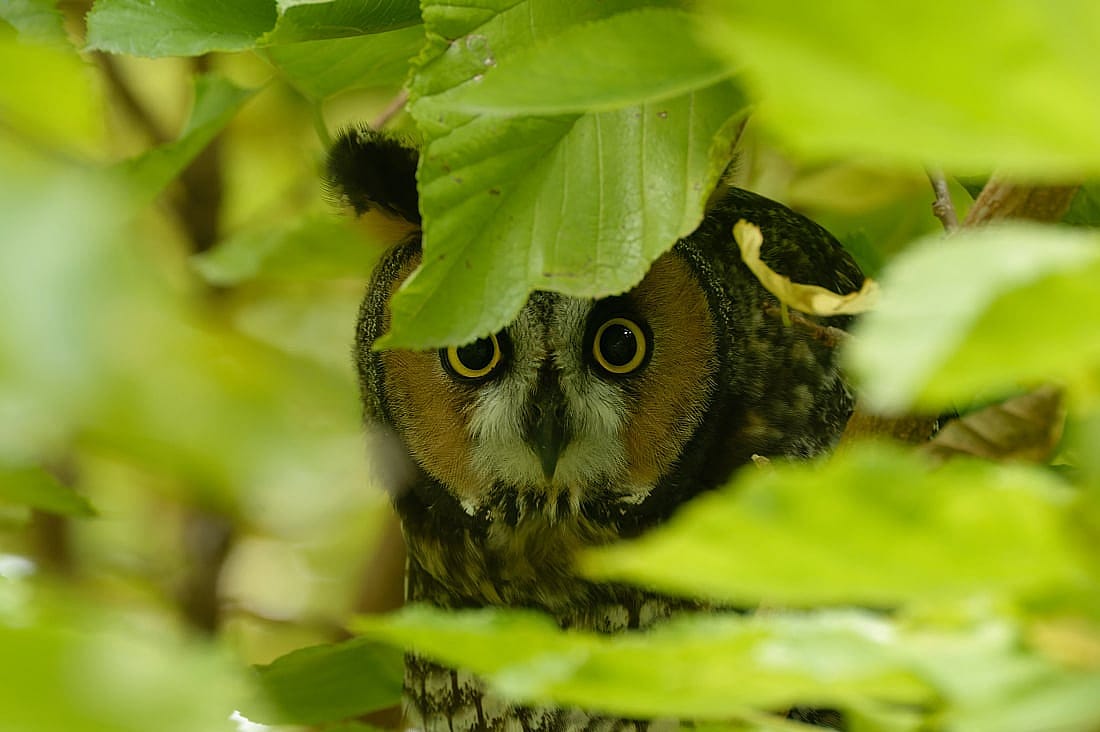 This  photo demonstrates hiding withing vegetation as well a color ID of facial disc. 
