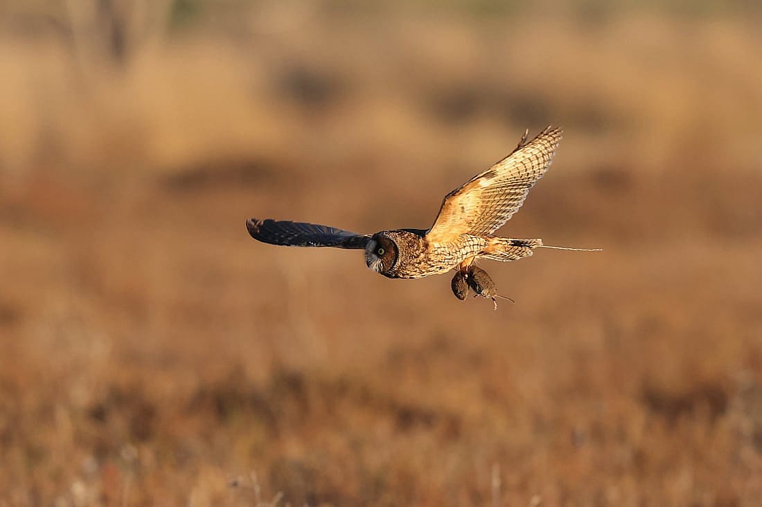 A hunting Long-eared Owl carrying prey.
