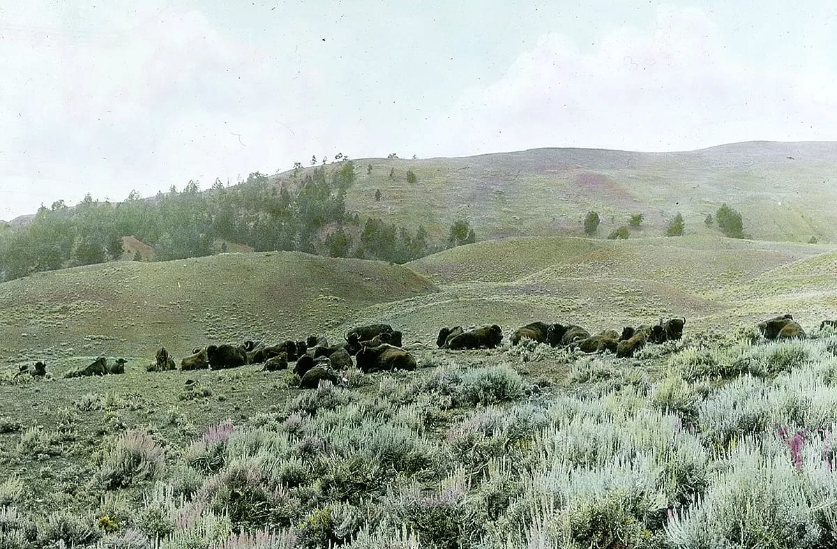 Photo of bison relaxing in a grassy field
