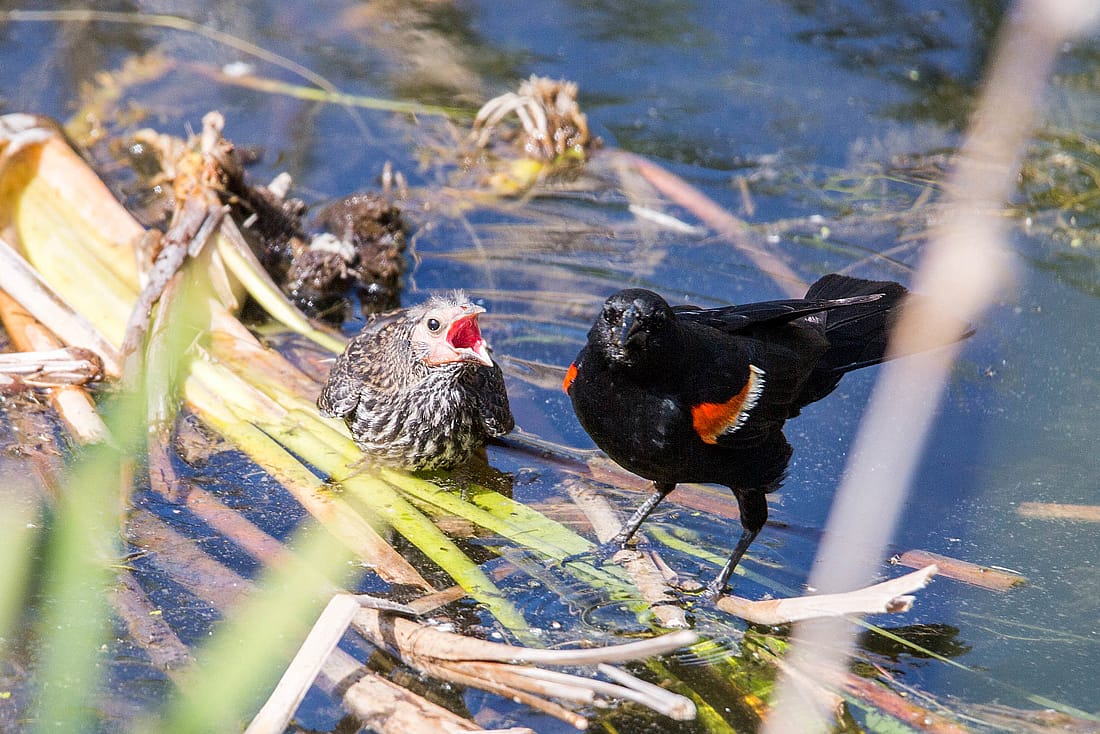 Photo shows a male Red-wing with a chick standing on floating reeds.  This demonstrates the male helping to feed the chick. 