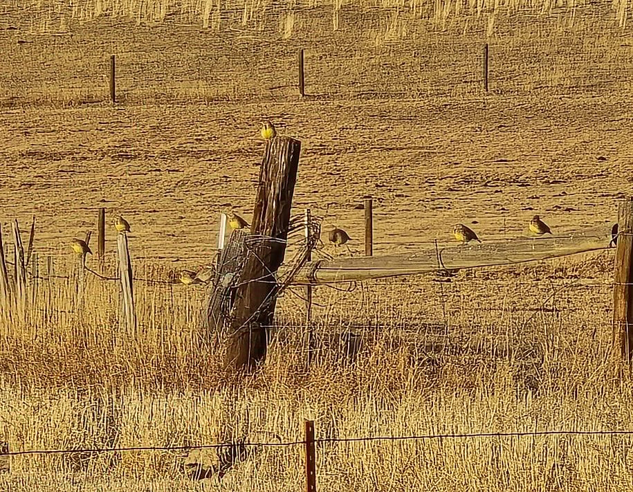 Meadowlarks on fence. Photo by Chloe Winkler.