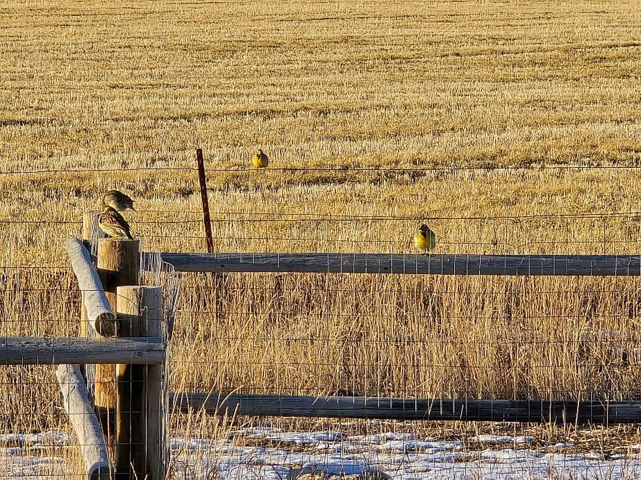 Meadowlarks on fence. Photo by Chloe Winkler.