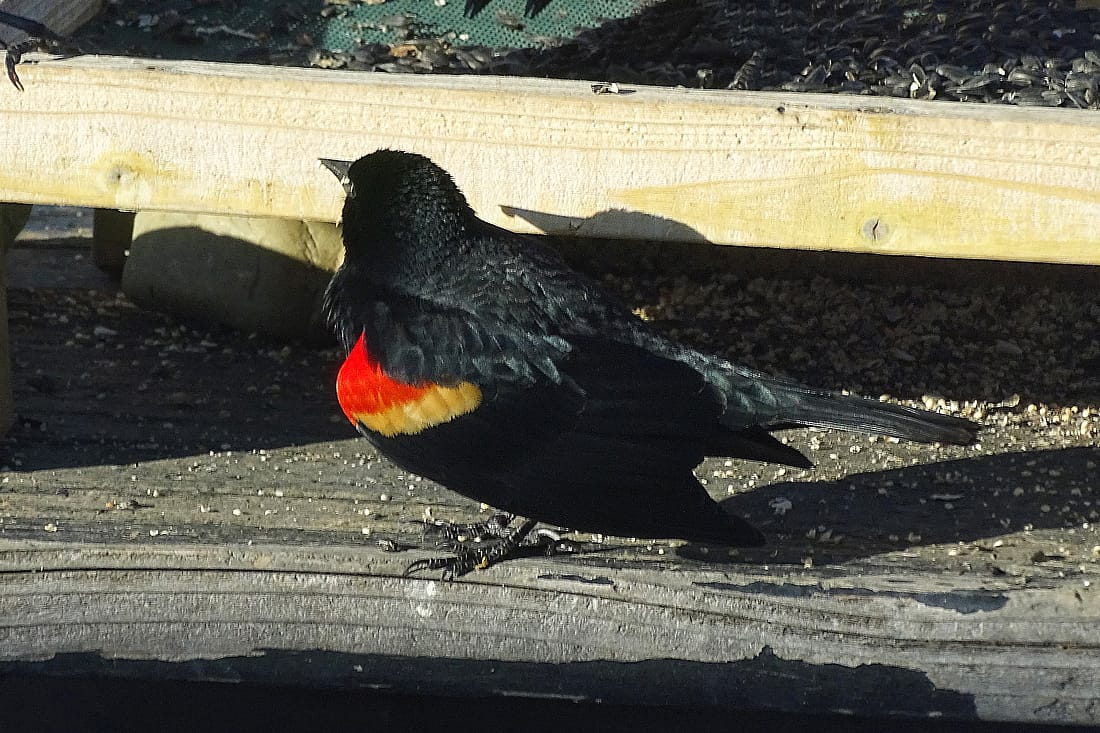 A male red-winged Blackbird on a sunflower feeding area with a small red shoulder patch showing and a yellow border. This illustrates what a male 
red-winged blackbird may look like.