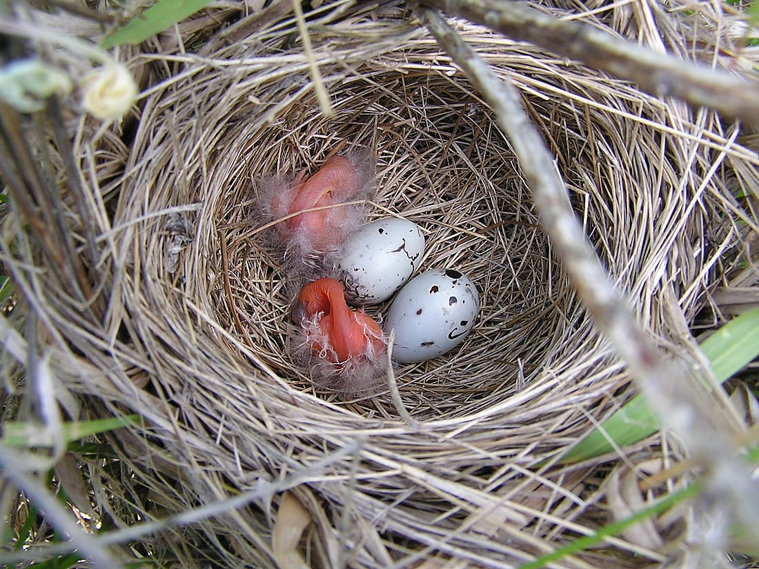 The photo demonstrates what a Red-Winged Blackbird's nest looks like with two newly hatched chicks and two eggs beginning to hatch. 