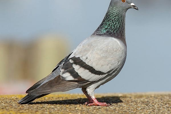 Rock Dove, or Pigeon