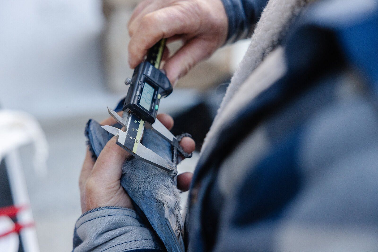 Closeup of researcher using a caliber to measure the tarsus length of a pinyon jay's leg.