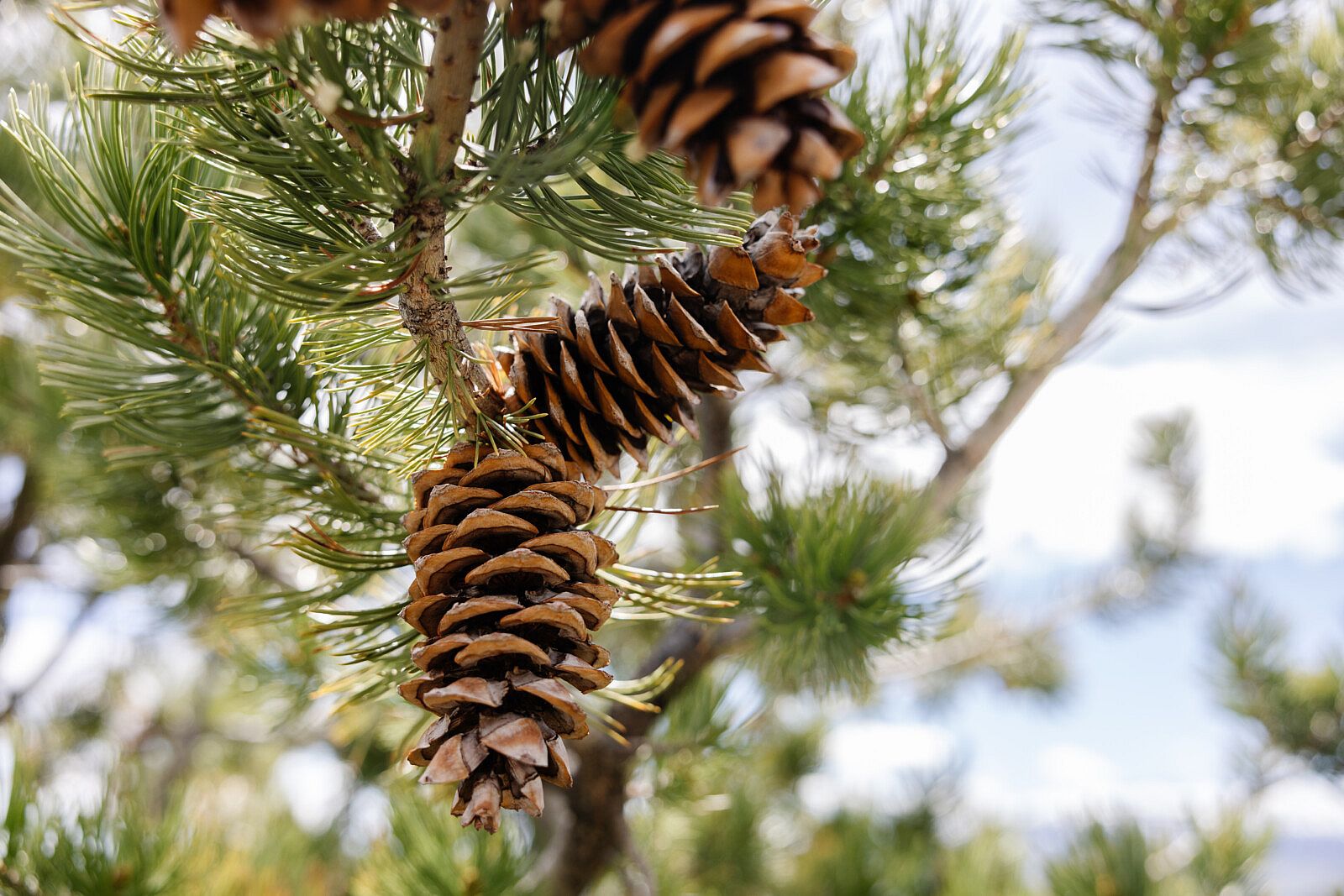Pine cones on a limber pine tree.