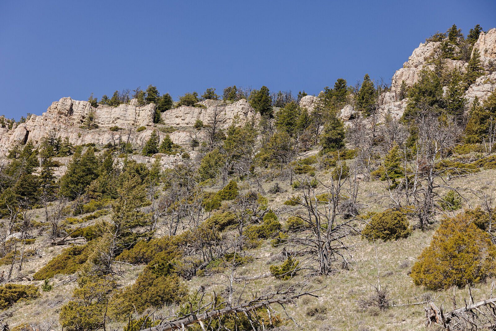 Limber pine forest on sloping, rocky terrain.