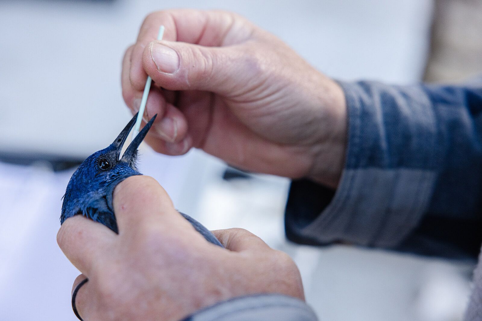 Closeup of researcher swabbing a Pinyon Jay's mouth for a saliva sample to test for West Nile virus.