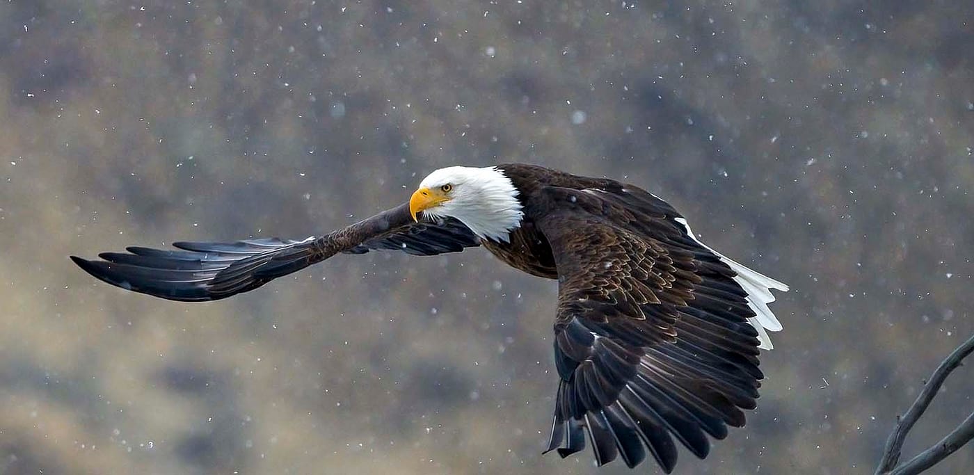 Bald eagle in flight, with snow flakes in the air. Photo by Rob Koelling. (detail)