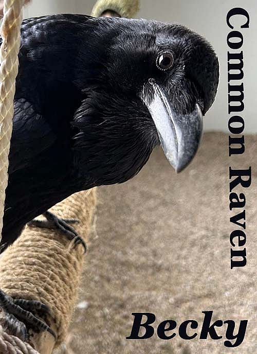 Common Raven, Becky, of the Draper Museum Raptor Experience.