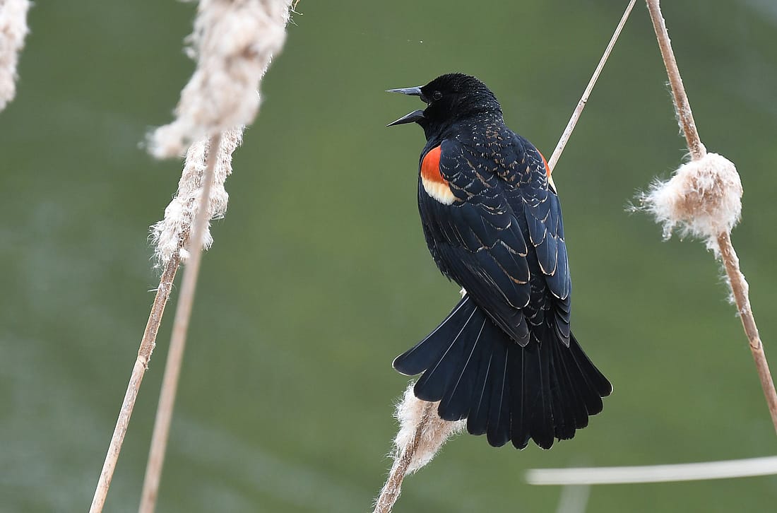 A Red-winged Blackbird perched on an old cattail reed, mouth open and tail spread to illustrate a Red-wing calling. 
