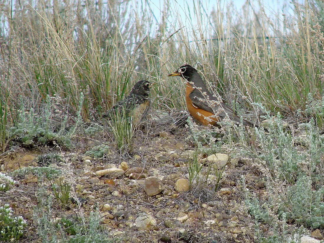 This photo demonstrates that American Robins continue to take are of fledged chicks. It shows a parent and chick on the ground facing each other.