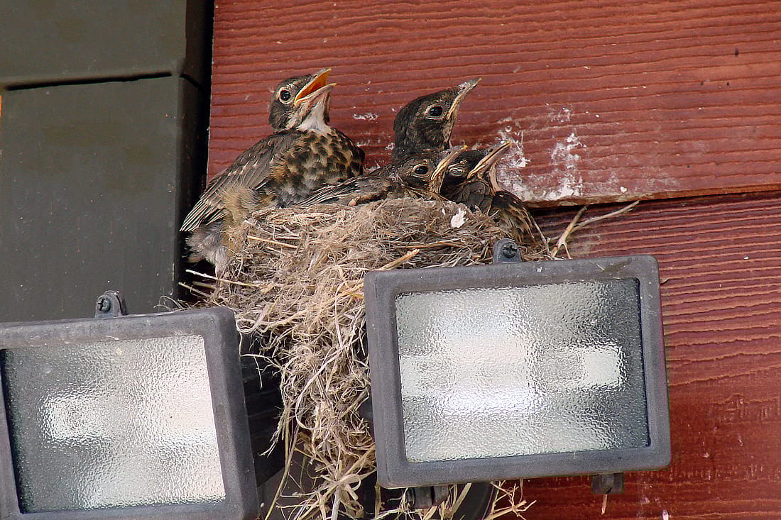 Photo demonstrates a robin nest with chicks located on top of an outdoor light fixture.
