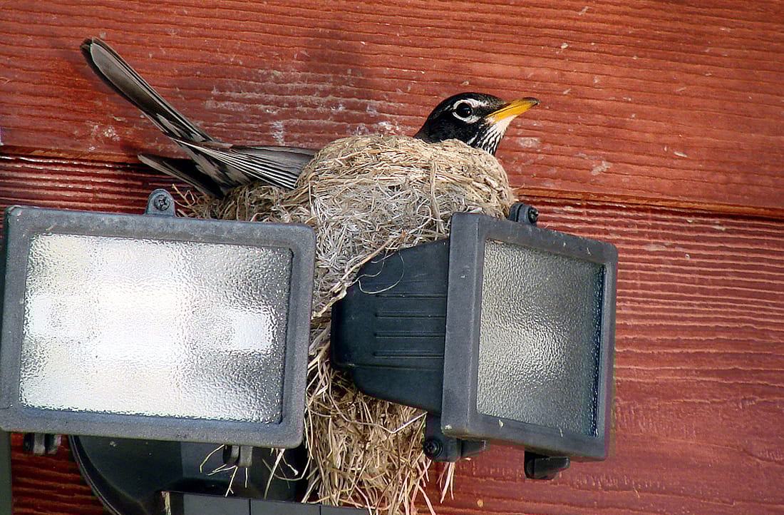 Robins will nest in trees, but also on other objects such as outdoor light fixtures. The photo shows a female incubating eggs on a nest built on a light fixture.