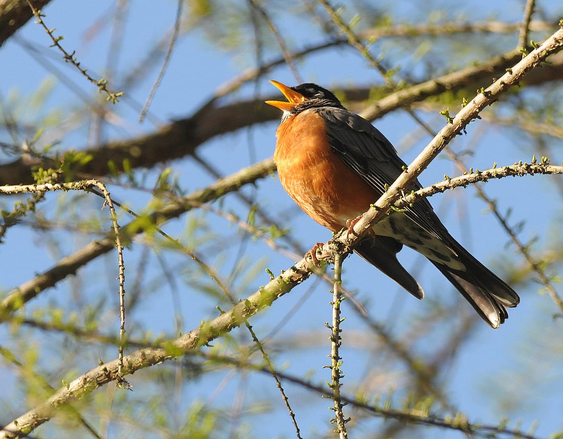 American Robin perched in a tree, mouth open as it sings.