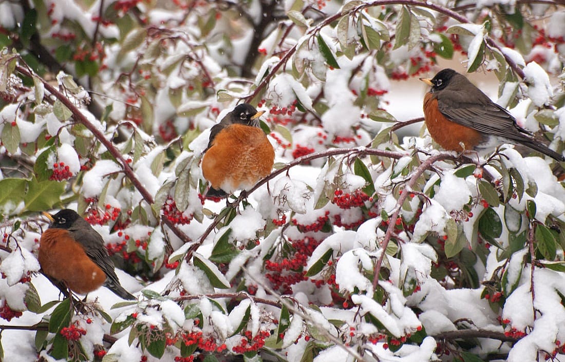 Photo shows three Robins perched in a bush during a snowy day. This demonstrates their ability to live in cold climates.
