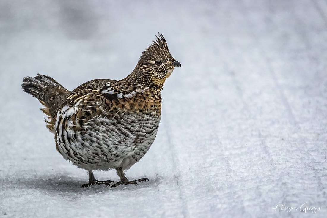 Rough Grouse are another bird written about as poisonous.  Photo shows what this grouse looks like. 