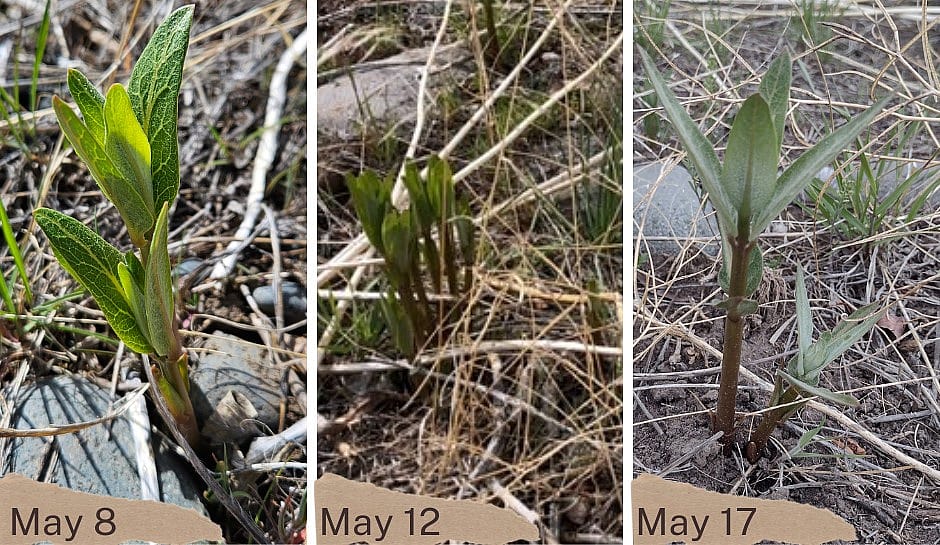 Milkweed plants are an important resource for monarch butterflies. On the Paul Stock Nature Trail, showy milkweed grows near the river. Our volunteers and staff caught the growth of the milkweed plant over a week. Photographs left to right: May 8th, photograph by Jan Hoar. May 12th, photograph by Becky Moore. May 17th, photograph by Amy Phillips.