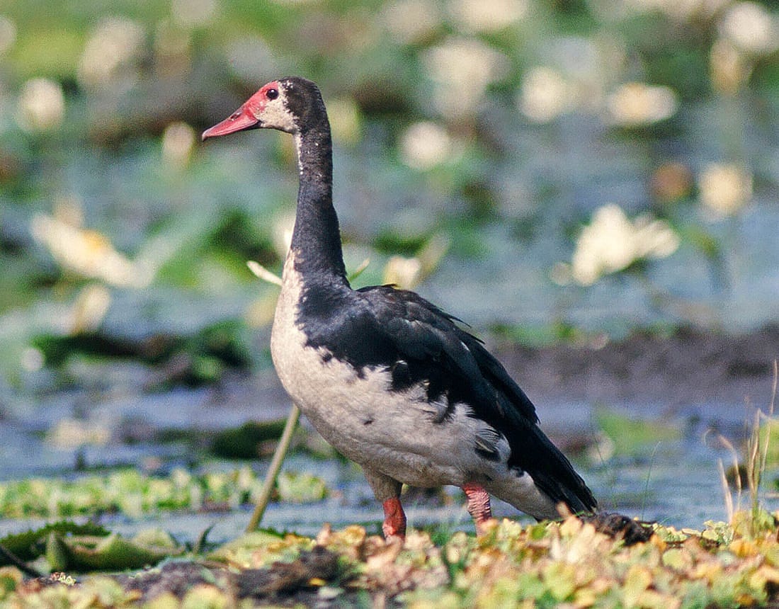 Photo illustrates what a Spur-winged goose looks like as written about in the blog. 