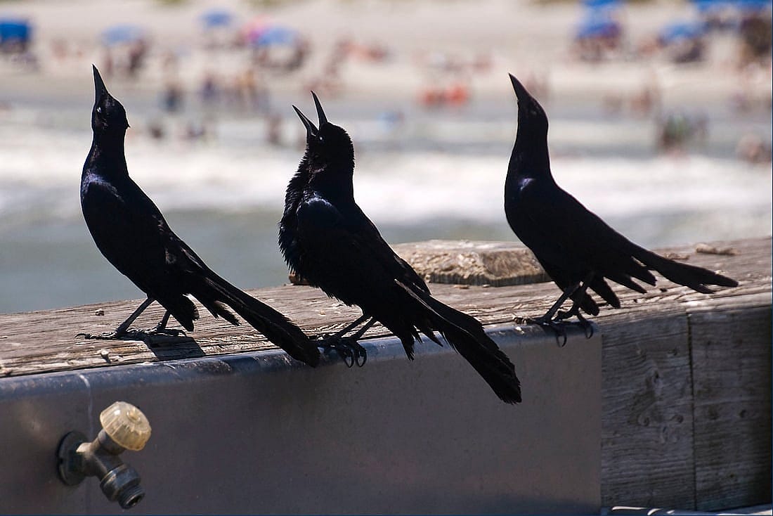 Three male grackles side by side with beaks pointing upward in a contest for dominance. 

