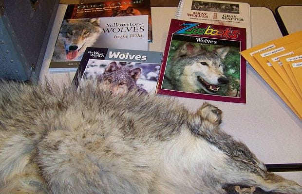 Gray Wolf Natural History trunk
