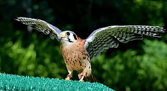 Draper Museum Raptor Experience: Kateri the golden eagle