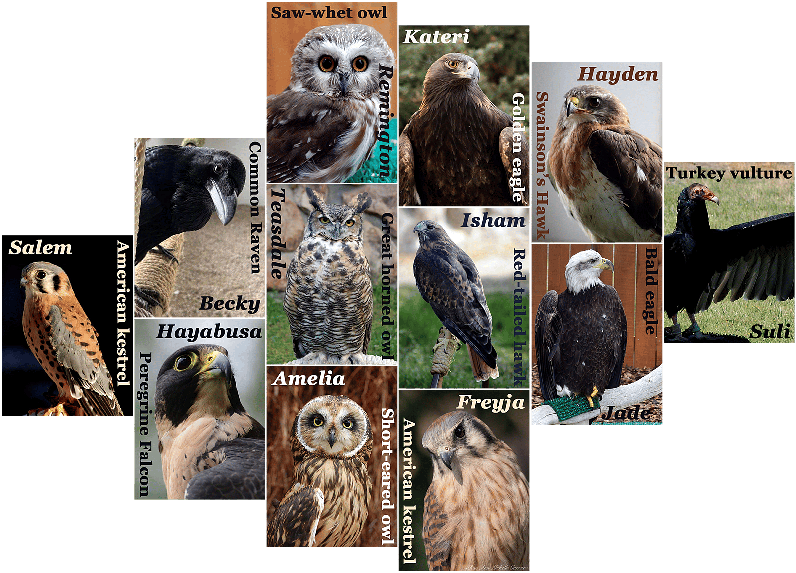 The birds of the Draper Museum Raptor Experience