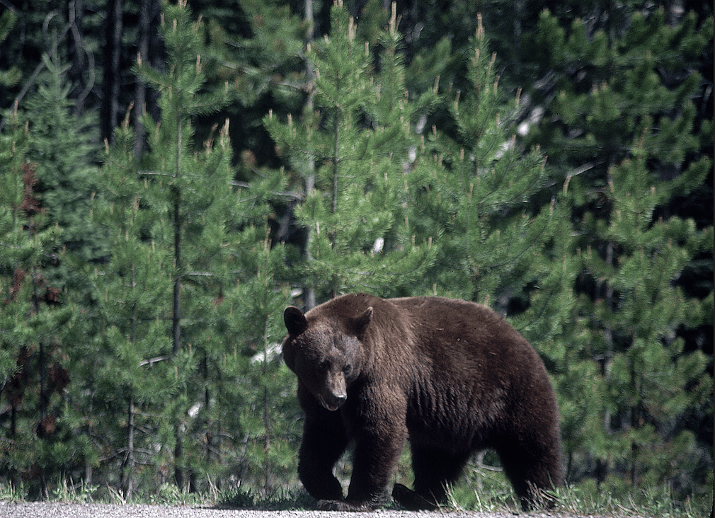 Black bear in cinnamon phase near side of road and wooded area